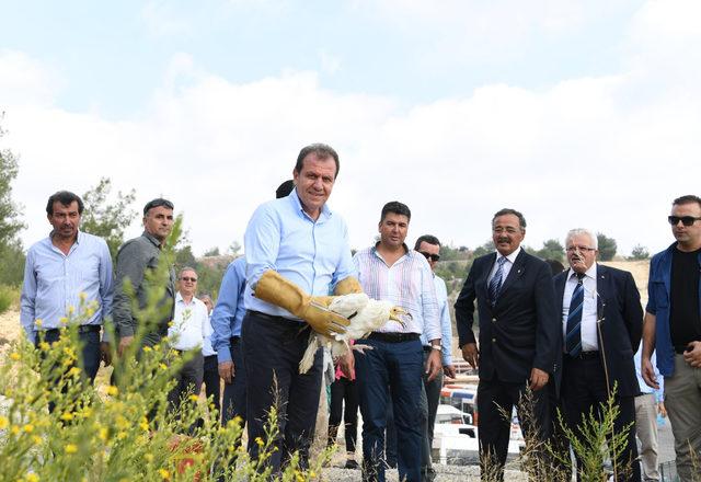 Nesli tükenmekte olan Mısır akbabası doğaya bırakıldı