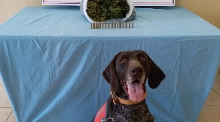 Ordu&rsquo;da uyuşturucuya aman yok