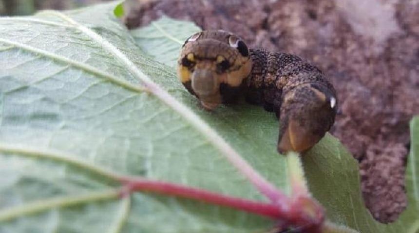 Bilecik'te Türkiye'de ender rastlanan fil şahin güvesi larvası görüntülendi