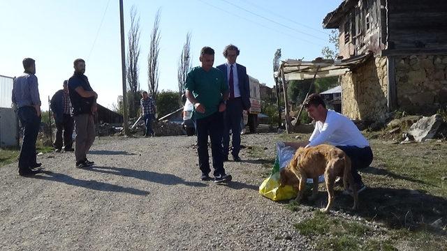 Sinop'ta yaylada ölüme terk edilen köpekler kurtarıldı