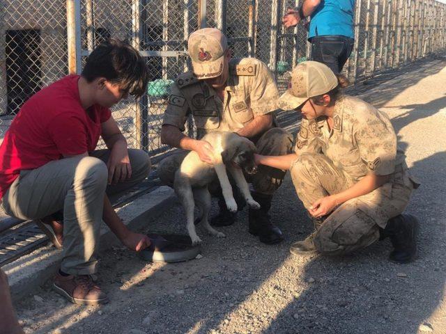 Jandarmadan köpeklere mama