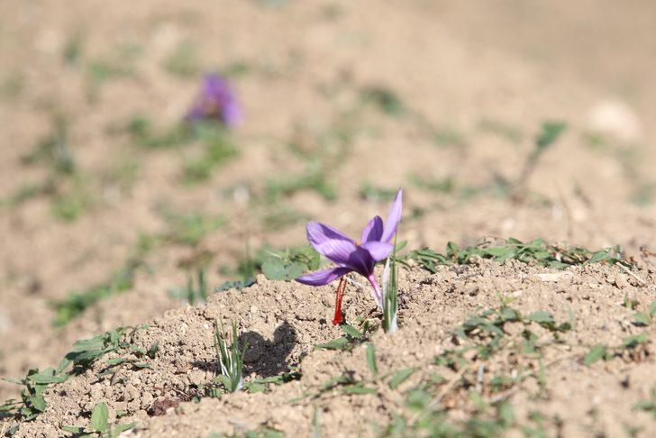 Dünyanın en pahalı baharatı Karabük'te yetişiyor! Fiyatını duyan kulaklarına inanamıyor G1