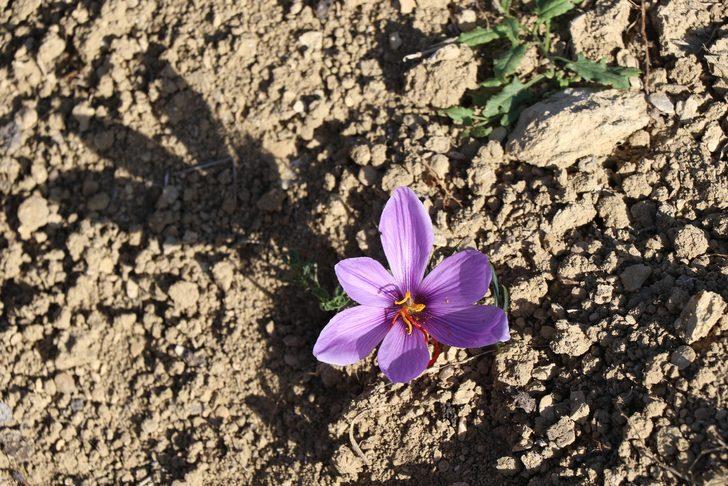 Dünyanın en pahalı baharatı Karabük'te yetişiyor! Fiyatını duyan kulaklarına inanamıyor G2
