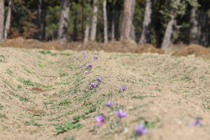 Dünyanın en pahalı baharatı Karabük'te yetişiyor! Fiyatını duyan kulaklarına inanamıyor G3