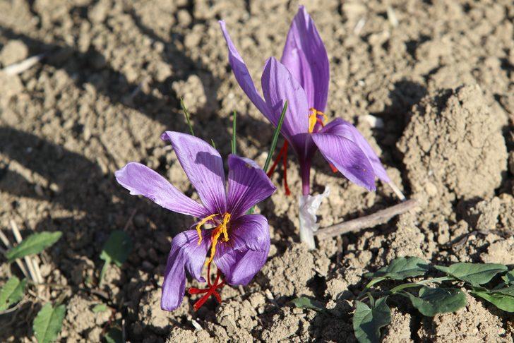 Dünyanın en pahalı baharatı Karabük'te yetişiyor! Fiyatını duyan kulaklarına inanamıyor G4