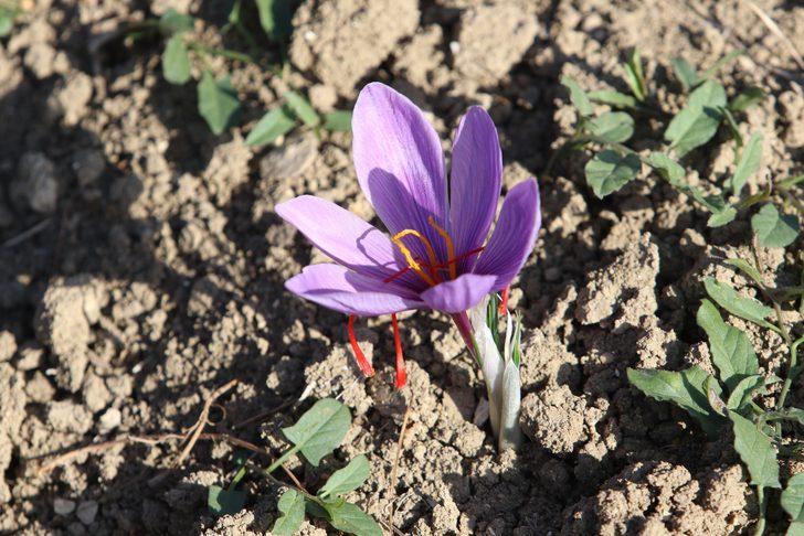 Dünyanın en pahalı baharatı Karabük'te yetişiyor! Fiyatını duyan kulaklarına inanamıyor G5