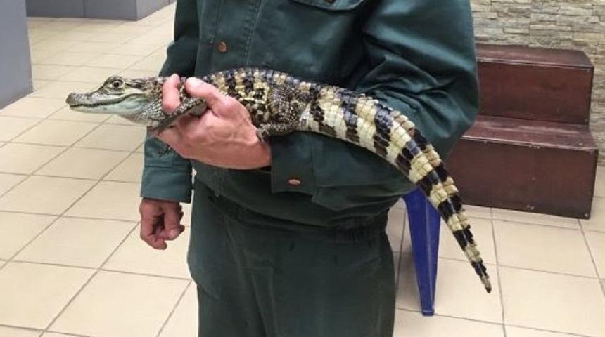 Bu timsaha isim bulana çok büyük ödül!