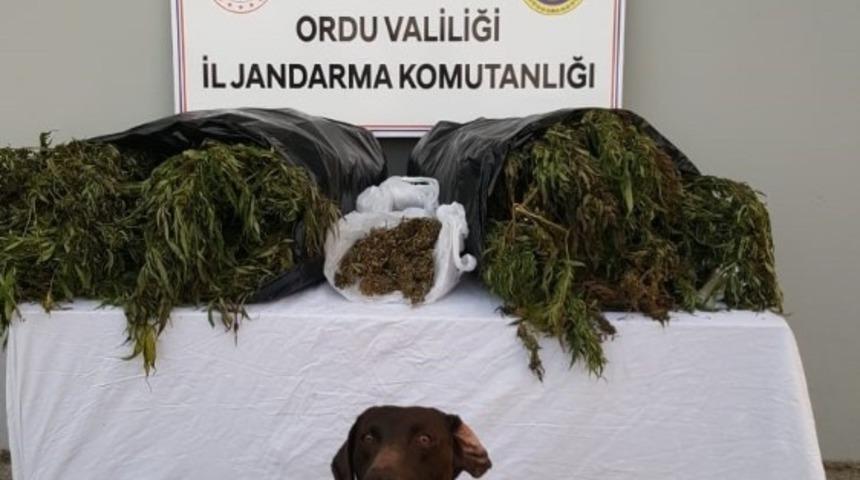 Ordu&rsquo;da ka&ccedil;ak sigaraya aman yok