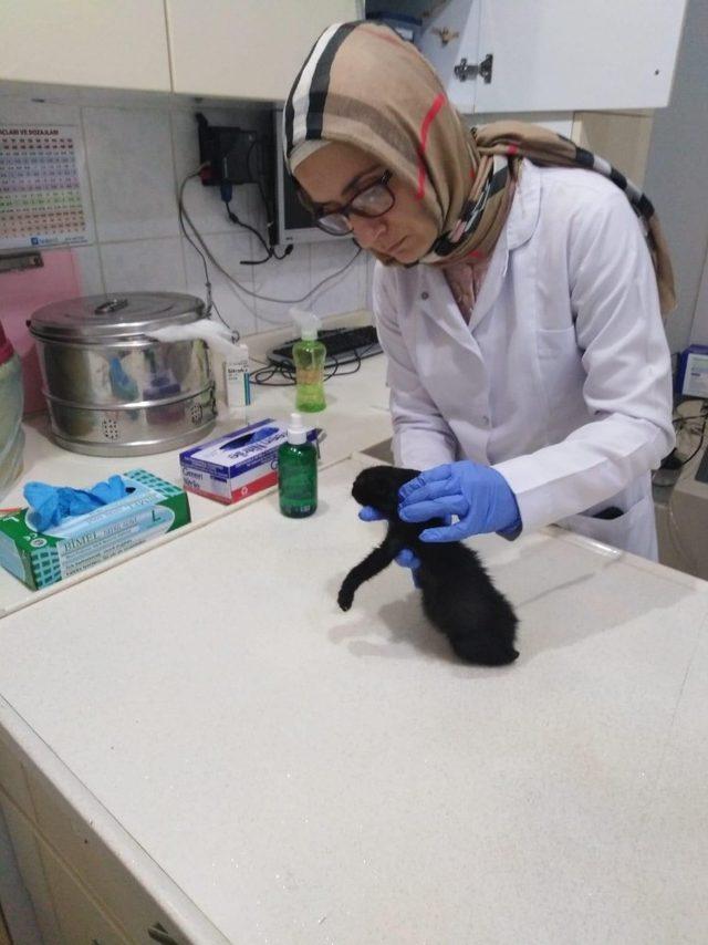 Yaralı halde bulduğu yavru kediyi tedavi ettirdi