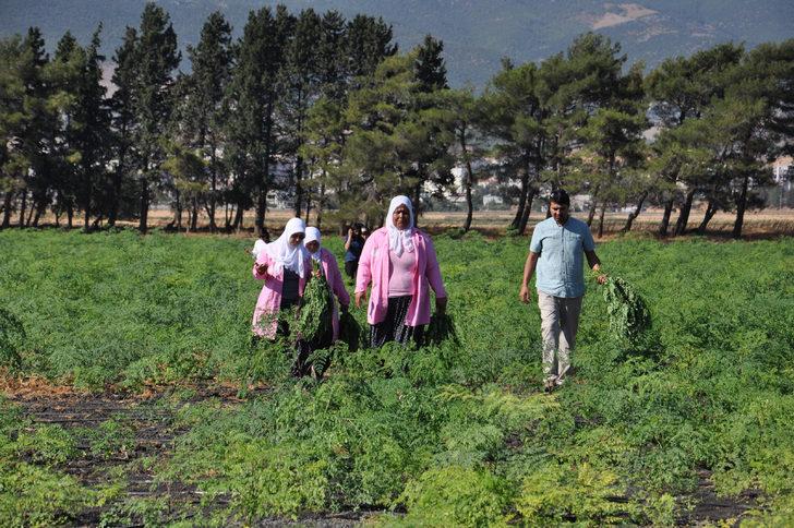 Moringa çayı nedir? Antep'te yetişen moringa her derde deva G5