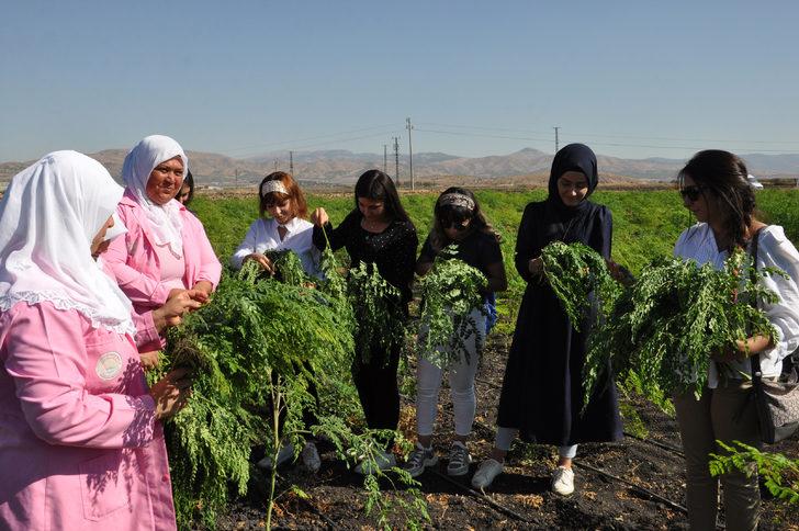 Moringa çayı nedir? Antep'te yetişen moringa her derde deva G4