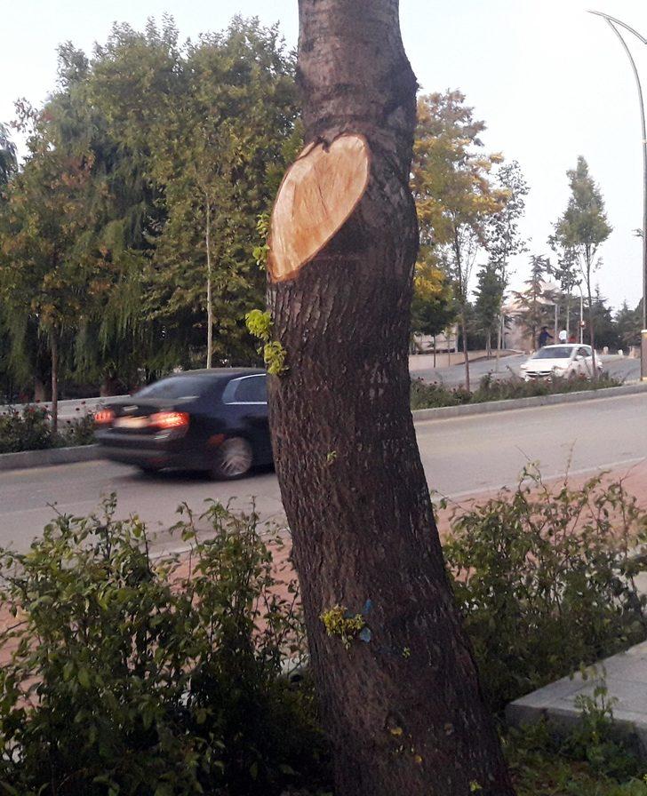 İş yerinin önündeki ağaçları kesen esnafa belediyeden 50 bin TL para cezası G1