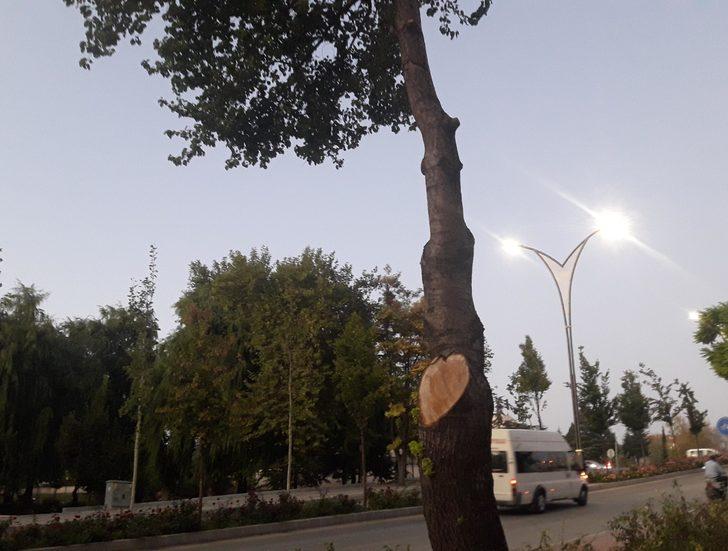 İş yerinin önündeki ağaçları kesen esnafa belediyeden 50 bin TL para cezası G5