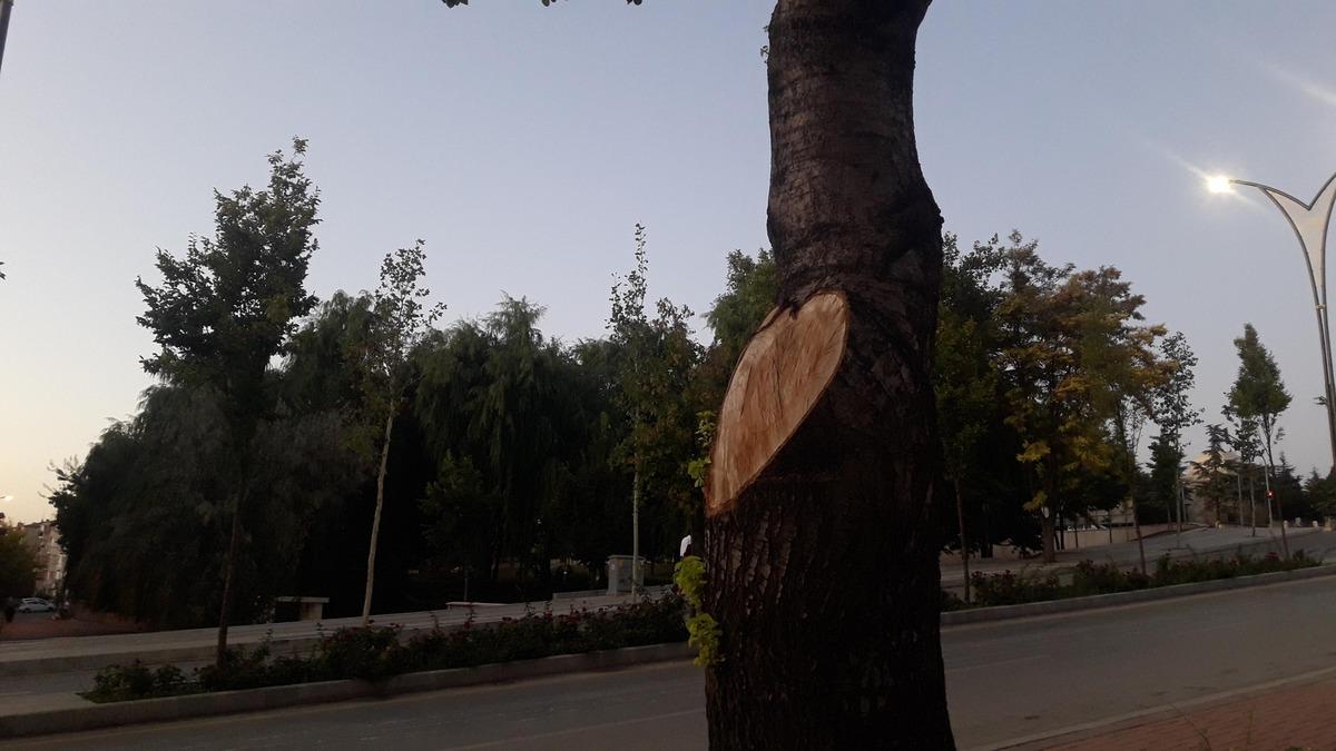 İş yerinin &ouml;n&uuml;ndeki ağa&ccedil;ları kesen esnafa belediyeden 50 bin TL para cezası