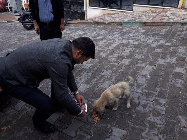 Yaralı kedi ve üzerlerinden araç geçen iki yavru köpek, tedavi için İstanbul’a gönderildi