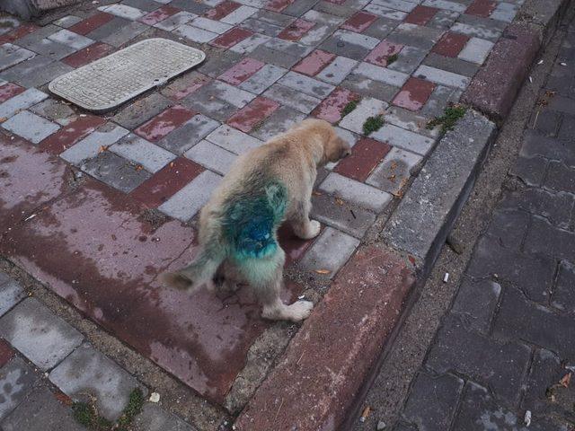 Yaralı kedi ve üzerlerinden araç geçen iki yavru köpek, tedavi için İstanbul’a gönderildi