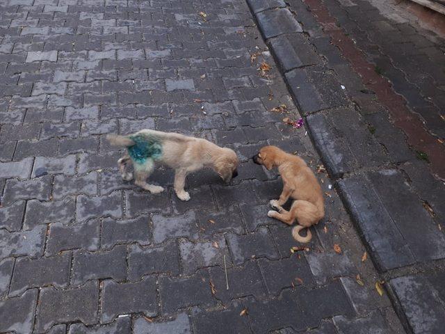 Yaralı kedi ve üzerlerinden araç geçen iki yavru köpek, tedavi için İstanbul’a gönderildi