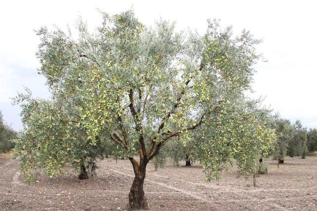 Zeytin ve zeytinyağı ihracatçıları kendileri ve üreticilere verilen desteklerin arttırılmasını istedi