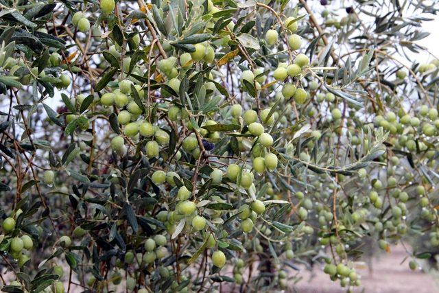 Zeytin ve zeytinyağı ihracatçıları kendileri ve üreticilere verilen desteklerin arttırılmasını istedi