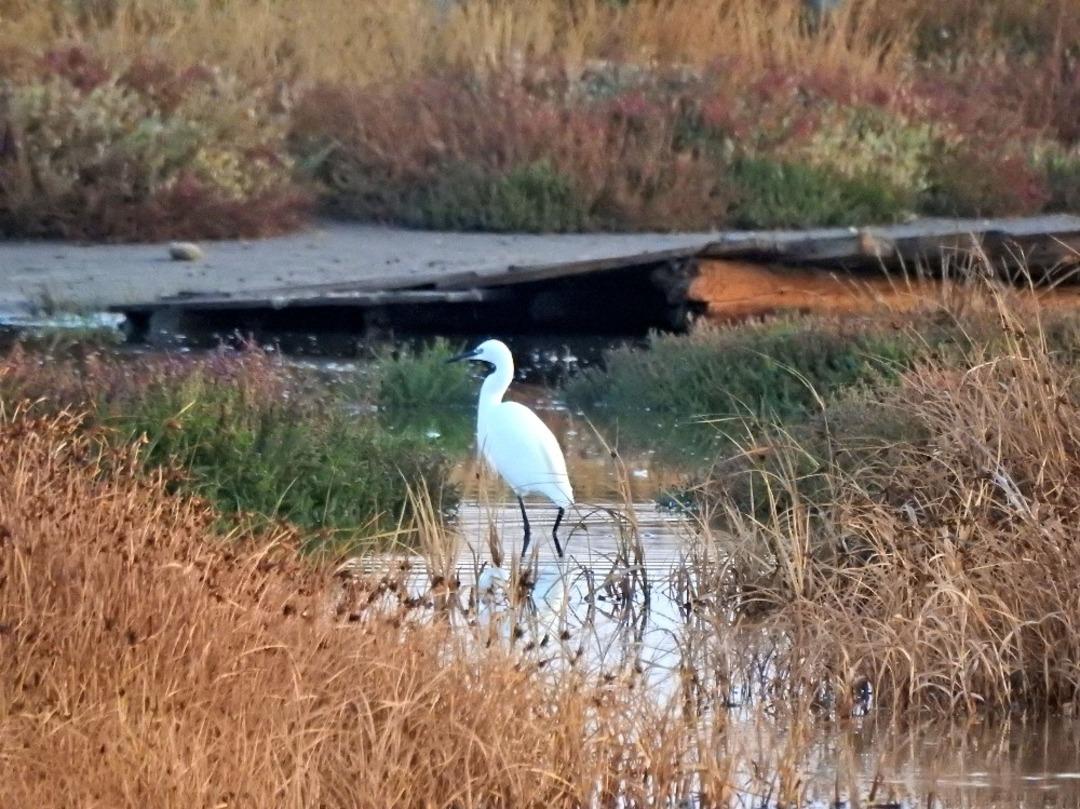 Ala&ccedil;atı&rsquo;daki Azmak b&ouml;lgesinde ilk kuş g&ouml;zlemi