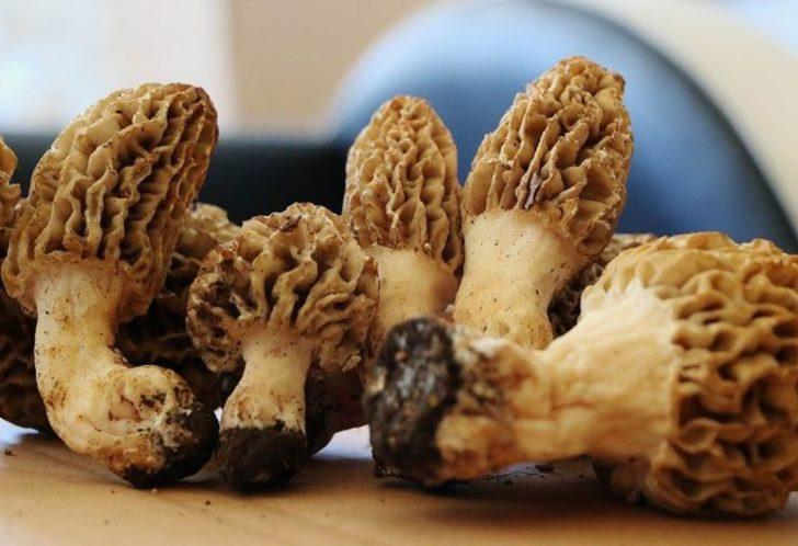 Türkiye'de toplanıp dünya ilaç sanayisine ihraç ediliyorlar G2