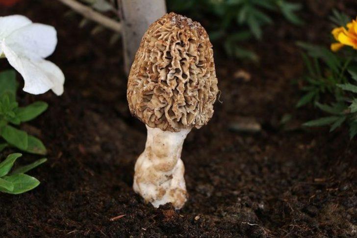 Türkiye'de toplanıp dünya ilaç sanayisine ihraç ediliyorlar G3