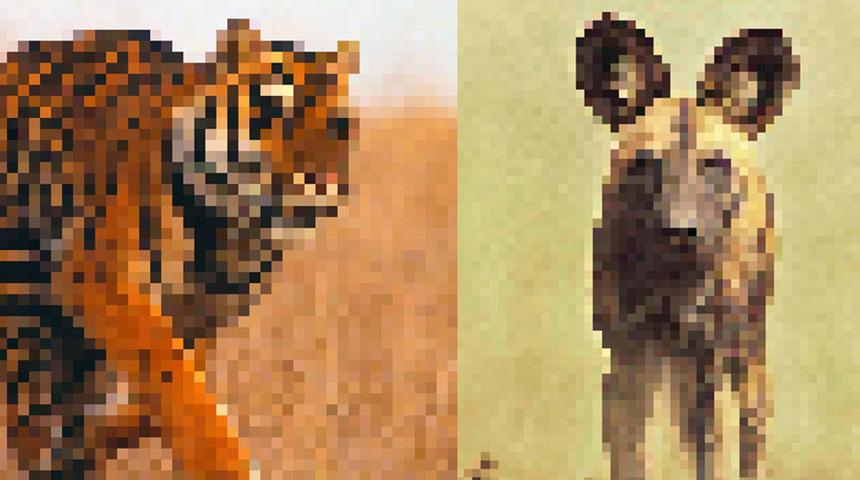 Hayvanları buzlayıp yayınladılar! Sebebi ise...