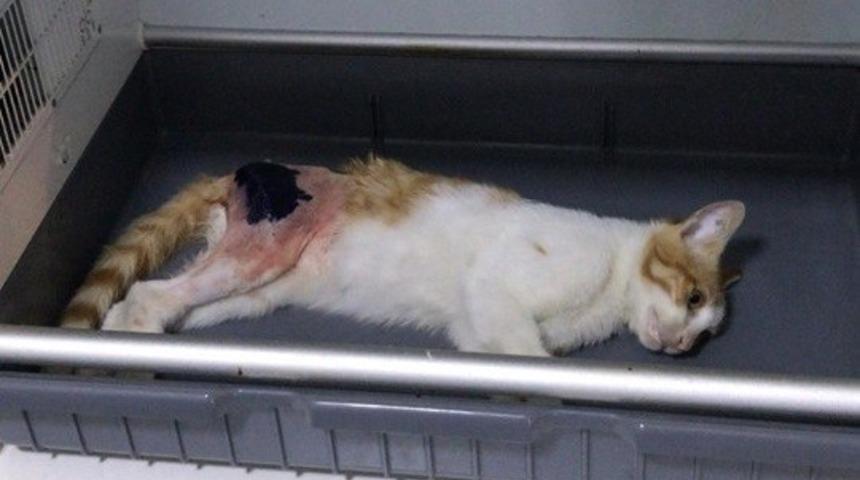 Yaralı boncuk ameliyat edildi