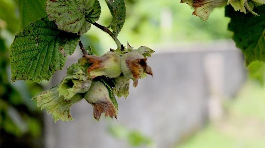 Fındık bah&ccedil;elerinde şimdi ne yapılmalı?