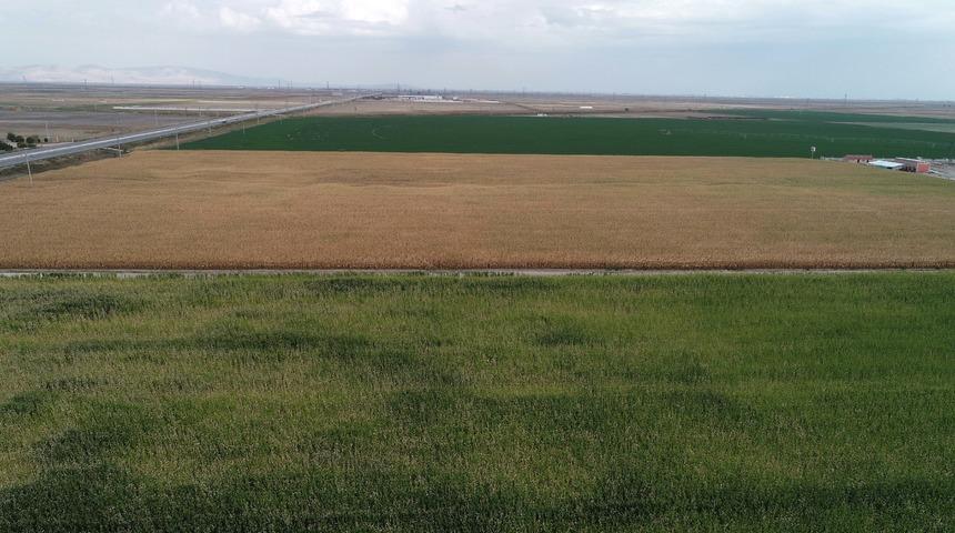 Mısır &uuml;retiminin y&uuml;zde 30'u Konya Ovası'ndan