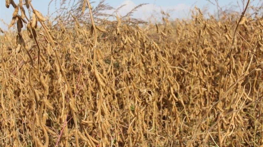 Iğdır&rsquo;da soya hasadı başladı