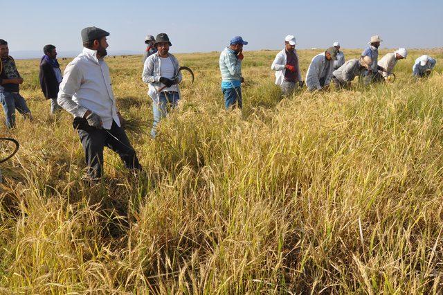 Derikli üretici, Karacadağ pirincinin tanıtılmasını istiyor