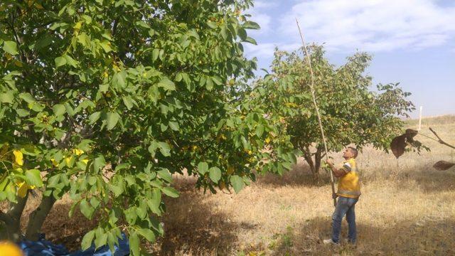 Yozgat’ta ceviz hasadı başladı