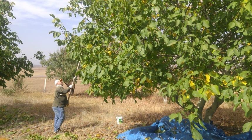 Yozgat’ta ceviz hasadı başladı
