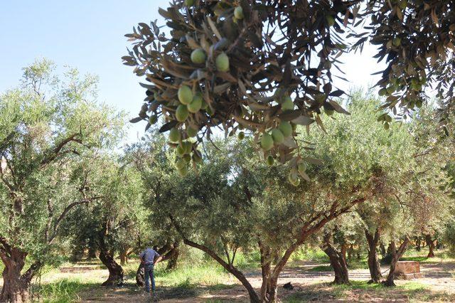 Derik'te zeytin hasadı başladı