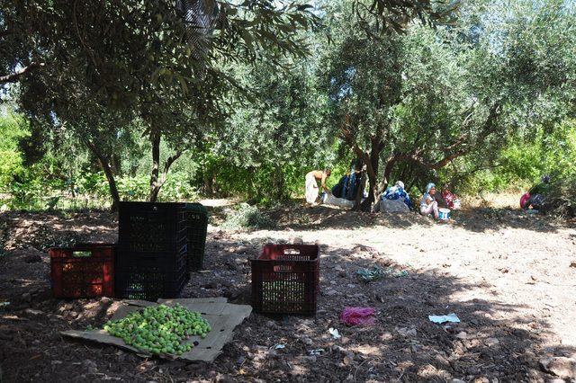 Derik'te zeytin hasadı başladı