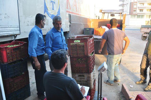 Derik'te zeytin hasadı başladı