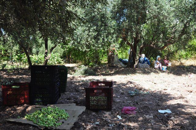 Derik'te zeytin hasadı başladı
