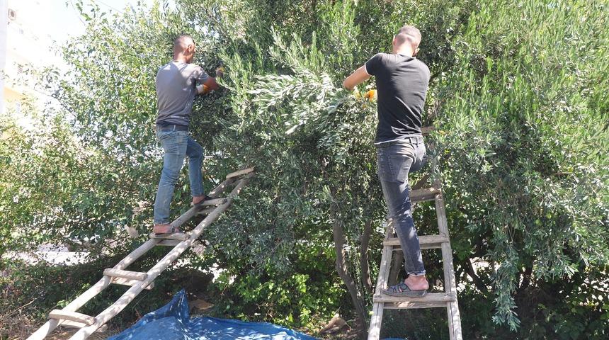 Derik'te zeytin hasadı başladı