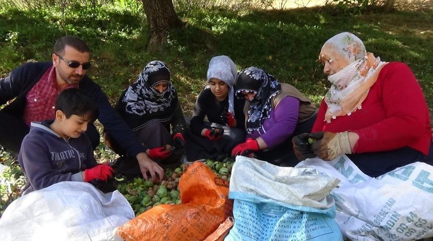 Muş&rsquo;ta ceviz hasadına başlandı