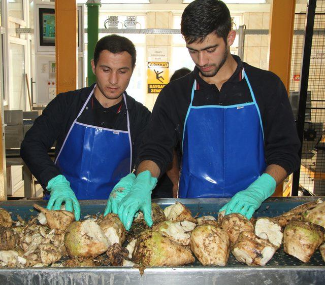 Pancarın şekere yolculuğu başladı