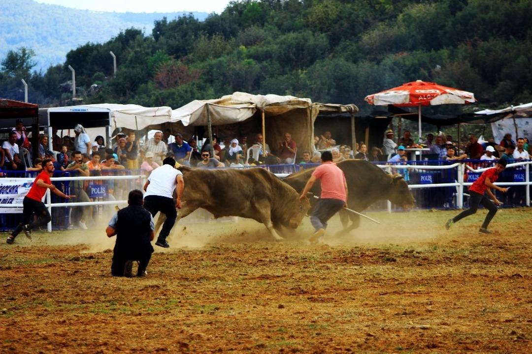 Kafaca arenasında kıran kırana g&uuml;reş