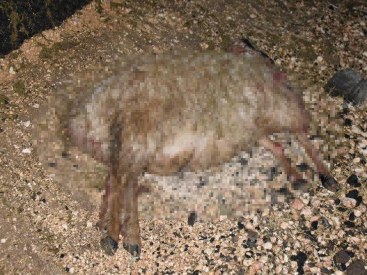 Otomobil koyun sürüsüne daldı: 40 koyun telef oldu G1