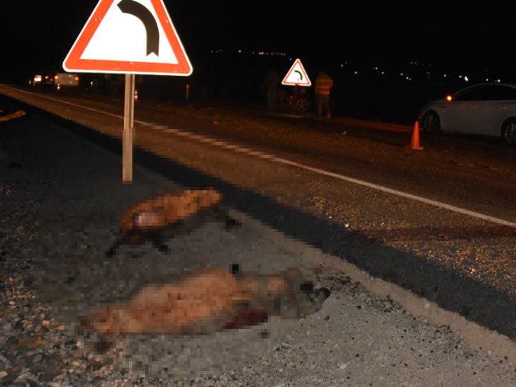 Otomobil koyun sürüsüne daldı: 40 koyun telef oldu G3