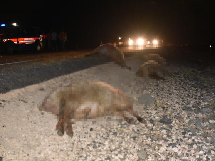 Otomobil koyun sürüsüne daldı: 40 koyun telef oldu G4