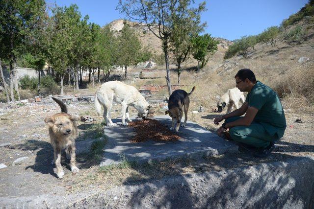 Sokak hayvanları Altındağ Belediyesi’ne emanet