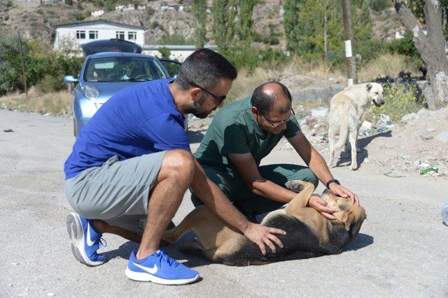 Sokak hayvanları Altındağ Belediyesi’ne emanet