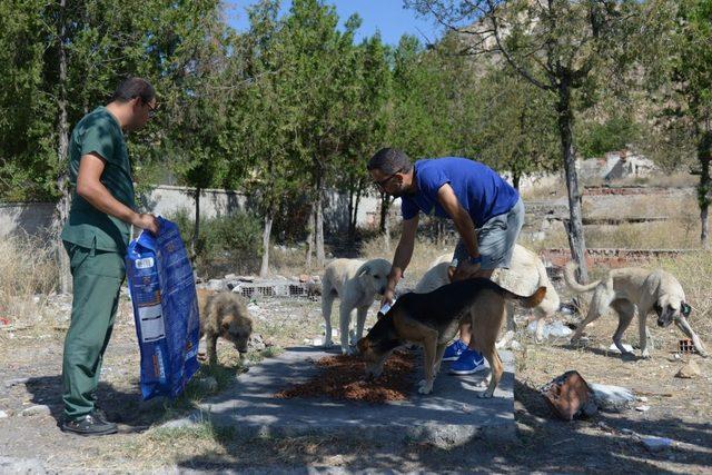 Sokak hayvanları Altındağ Belediyesi’ne emanet