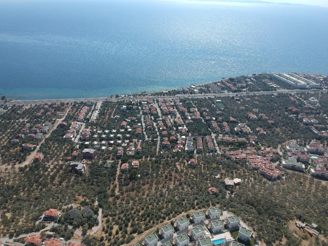 Sahildeki 2,5 milyon zeytinin kesilmesine tepkiler b&uuml;y&uuml;yor