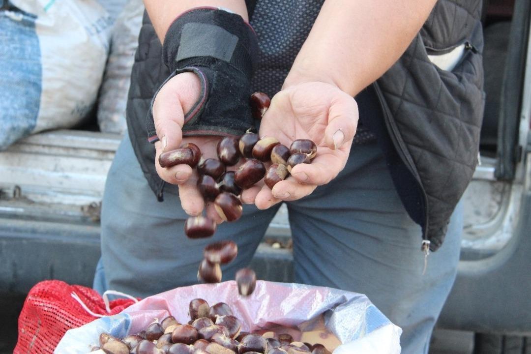 (&Ouml;zel) T&uuml;rkiye&rsquo;nin kestane pazarı D&uuml;zce&rsquo;de kuruluyor